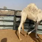 مطلوب حاشي طايش