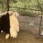 للبيع رخال حريه ونجديه طيبات