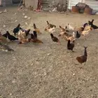 دجاج بلدى صنف الصنف 25العدد حدود 70بياض السعر لااعلى سومه