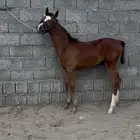 مهر شعبي شيخ