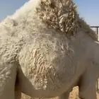 حشو قصب العدد 7