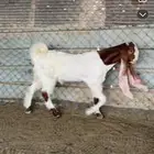 تيس مشروع فحل معرف