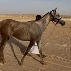 مهرة فرس عربيه شعبية عمرها سنه و 8 شهور