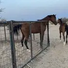 حصان شعبي