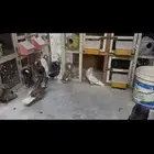 للبيع جاكوبين