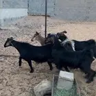 بغران للبيع