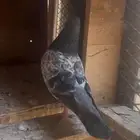 pigeon