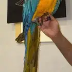 مكاو قولد أليف وهدد