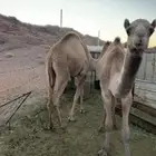 قعدان للبيع