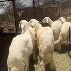 ذبايح ثلاجه مع الصلخ والتوصيل