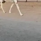 عشراء بايع ولدها هديه ومنتج