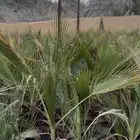 بكج تشجير حدائق 100 شتلة ب 400ريال   عرض تصفية