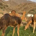 ابل للبيع