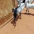 تيوس يمنيه مرابي و شرط لحمه بيضاء ((جذعان ))