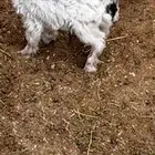 ماعز قزم حوز ذكر وانثى