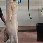 سواكن حمري مرابي 7 شهور