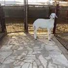 خروف حري فل الفل وفاخر