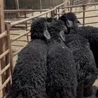 هرافي جبر ع رب فل الفل