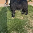 فحل عارضي خصم الخصم تممم البيع