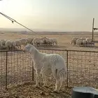 فحل حري صنف