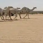 ابل وضح ككفو العدد 12 بفحلها ورحولها اشباب وطيبه