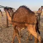 قعود عمره من 7 الى 8 شهور لباني تحت امه