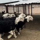 تم البيييع