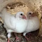 زغليل فرنسي