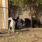 رخال حريات تربيه