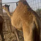 قعود لباني للبيع