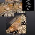 هامستر للبيع مستعجل