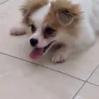 كلب مالتيز للبيع عمره 3 شهور