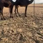 قعدان فحول