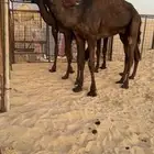 للبيع قعود طيب