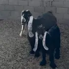 عنز عارضيه خصم