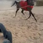 مهر شعبي