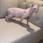 قط فرعوني سفنكس مستوى  من اقوي المستويات