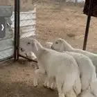 ثلاثة خرفان للبيع