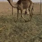 ثنين قعدان من تحت اماتها سمان ونضيفه ومشروطه