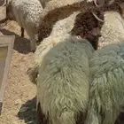 خرفان للبيع