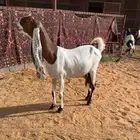 عنز هولنديه كفو ( تم البيع )