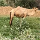 ناقه عاديه