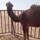 بكره صفرا العمر 7 شهور ساسها دبيانيه السوم 20 الف