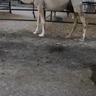 عشراء وضحى حدرها قعود وهديه