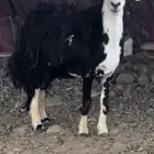 شاه صنف فارعه للبيع