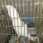 كوكاتو امبريلا