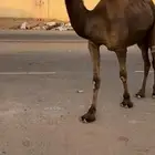 للبيع اللقيه الباتليه الكفوو