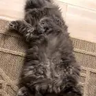 قطط سكوتش للتبني