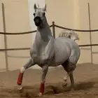 حصان واهو ركوب مبيوع