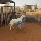 خاروف حري فاخر